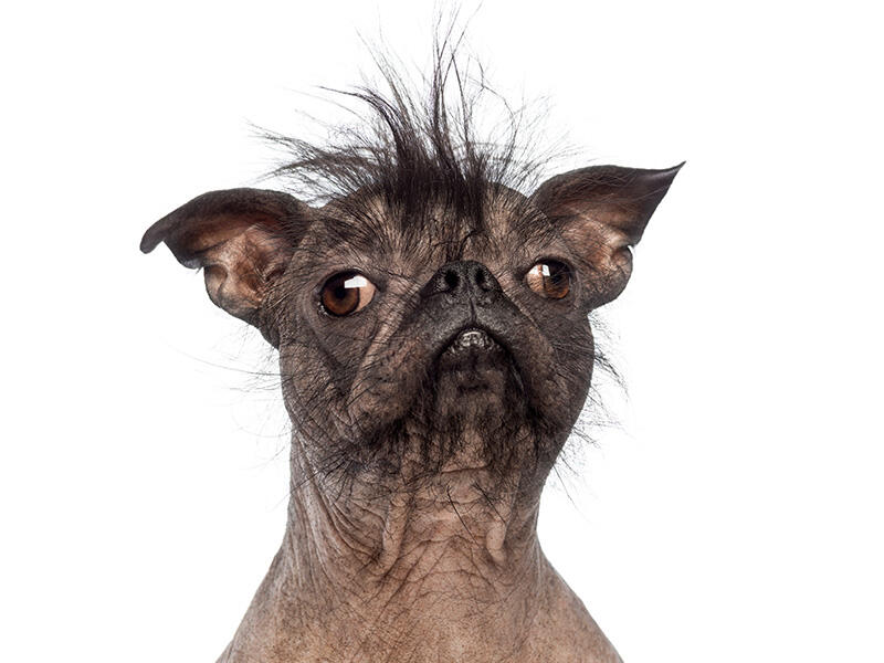 Certificato ironico di adozione per cani buffi o imperfetti, con illustrazione divertente e tono umoristico.